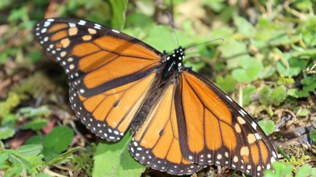 Diseñan sistema computacional para protección de la mariposa monarca
