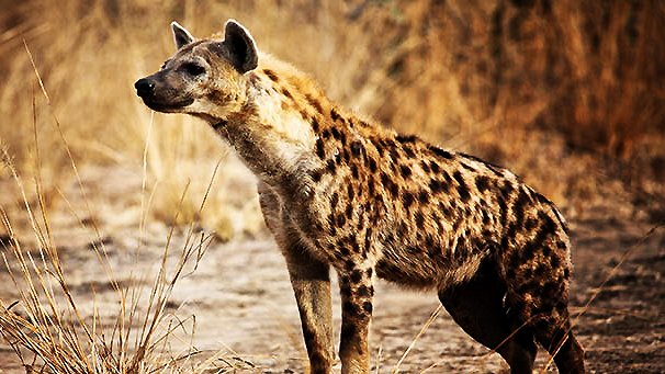 Investigan por qué las hienas raramente mueren de enfermedades