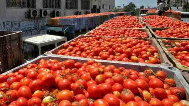 Alcanzan acuerdo en la guerra del tomate