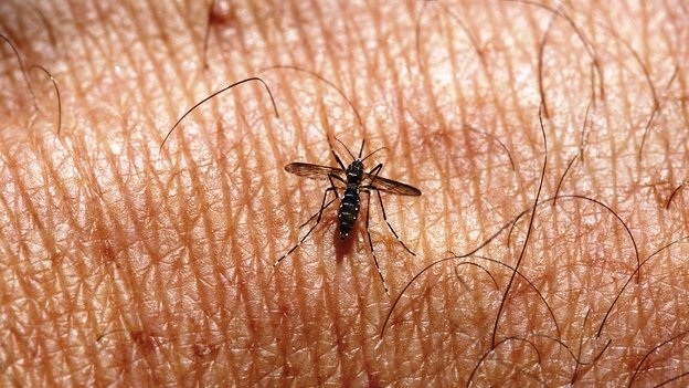 Secretaría de Salud confirma el primer caso de chikungunya en México