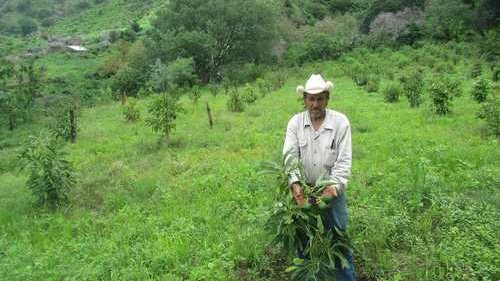Asesinan a un hombre que laboraba su tierra, en Guerrero