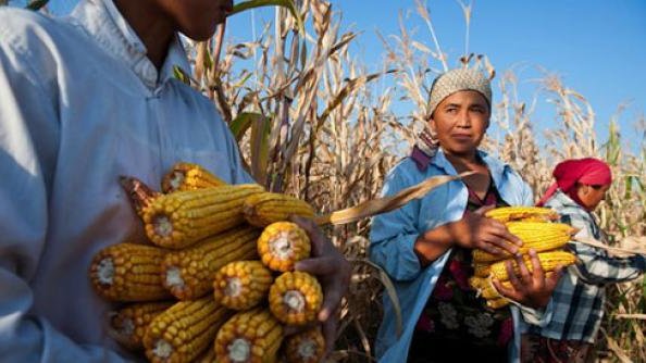 Necesario reorientar subsidios hacia pequeños agricultores: FAO
