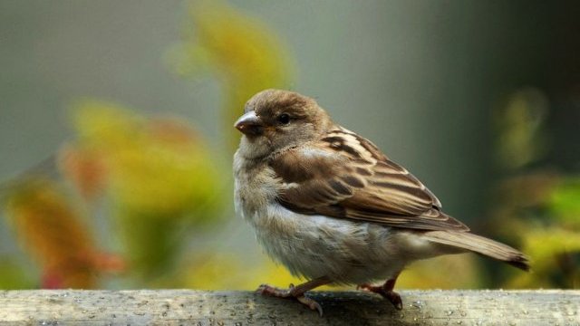 El mundo se está quedando sin pájaros, revela un estudio
