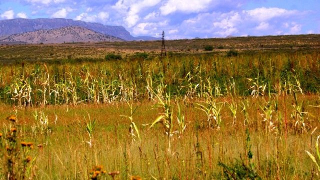 Aplicarán programa emergente contra la sequía