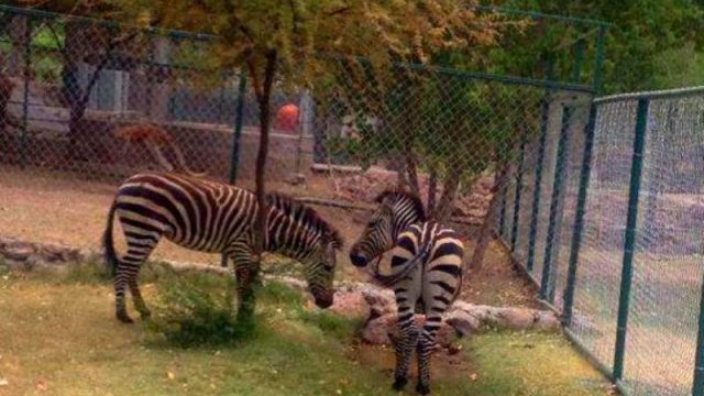 Llegan dos cebras a zoológico de Aldama 