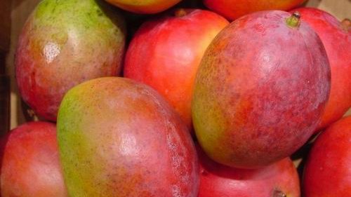 Producen mangos con menores niveles de azúcar para diabéticos