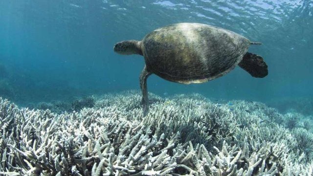 Pierde color la Gran Barrera de Coral de Australia