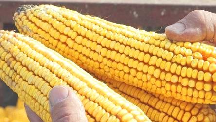 Sequía en EU abre ventana a exportación de maíz mexicano