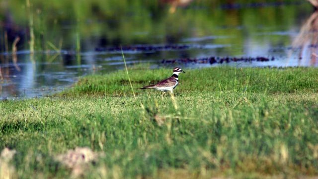 Pérdida de humedales en América es la mayor amenaza para aves migratorias: ONU