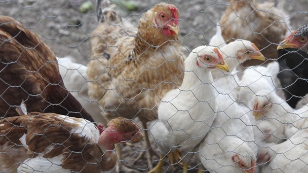 Blindan a Chihuahua contra contagio por gripe aviar