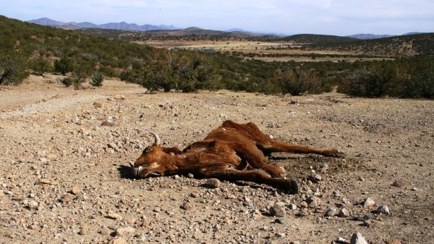 Sequía en Chihuahua, desastre social: Greenpeace