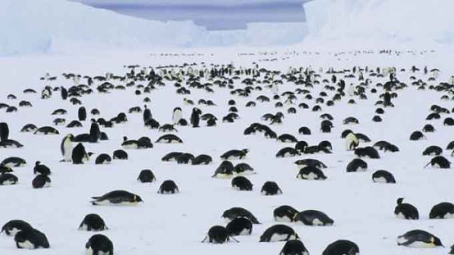 Iceberg mata a 150 mil pingüinos en la Antártida