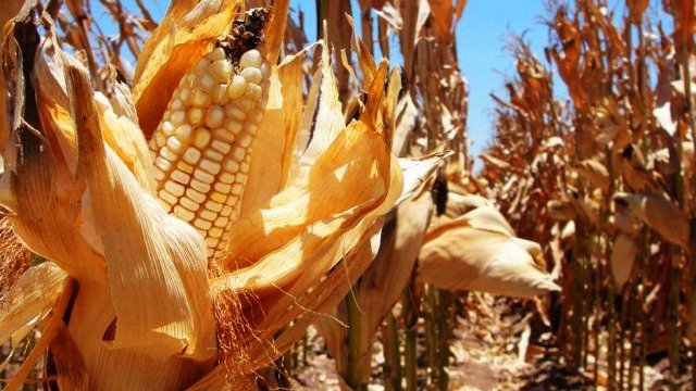 México podría ser primer lugar en importación de maíz, este año