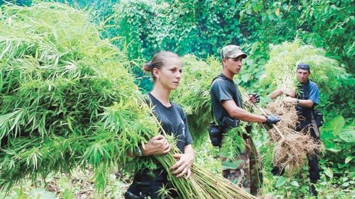 Buscan legalización dela  mariguana en Costa Rica