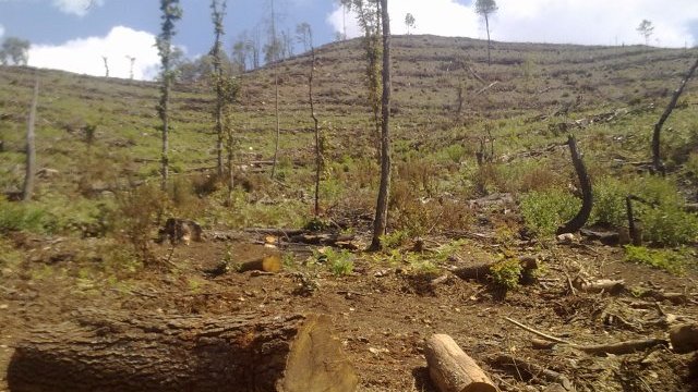 Exhorta Congreso a autoridades ambientales a terminar con la tala clandestina