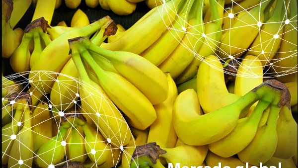 Baja producción de banana por frío en los trópicos