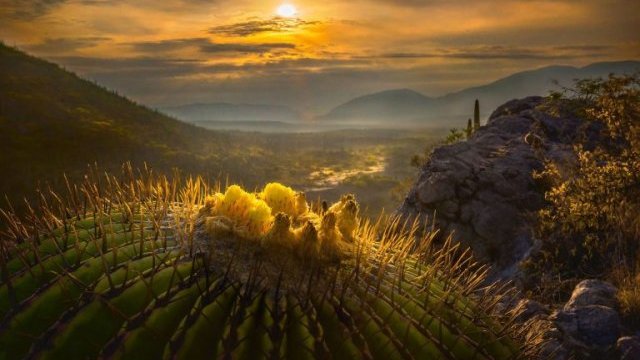 Valle de Tehuacán: el origen de la vida y la biodiversidad en México