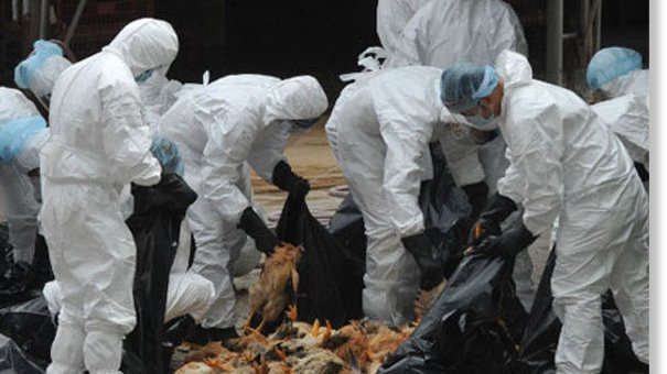 Son ya 31 granjas infectadas de gripe aviar en Jalisco