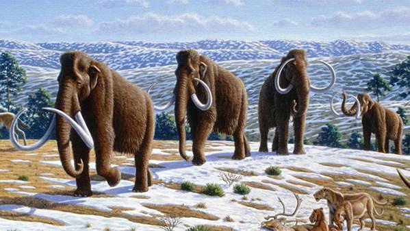 El calentamiento global acabó con los mamuts y no el frío, según un estudio