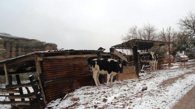 Positiva, la nieve y humedad para la ganadería