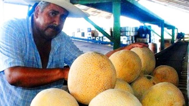 Comienza la cosecha de melón en La Laguna
