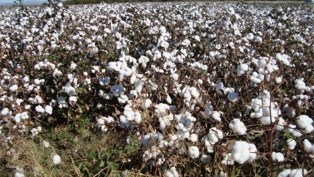Calculan producción de 650 pacas de algodón este ciclo