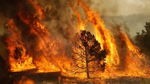 Más del 90% de los incendios forestales se originan por descuidos