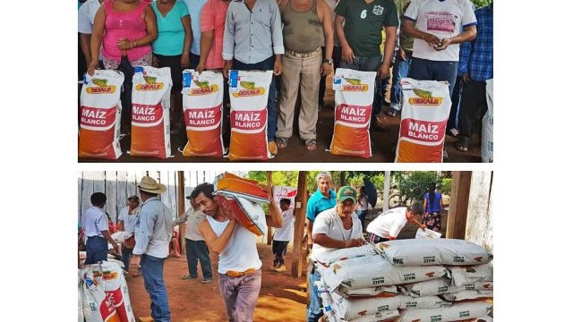 Gestión de Antorcha logra maíz subsidiado en Soteapan