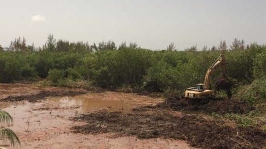Denuncia devastación de manglar Tajamar en Cancún