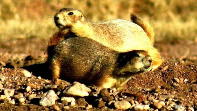 Muere la mayor colonia de perritos de la pradera del mundo