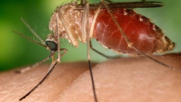 Mosquitos de chikungunya podrían adaptarse a ciudades
