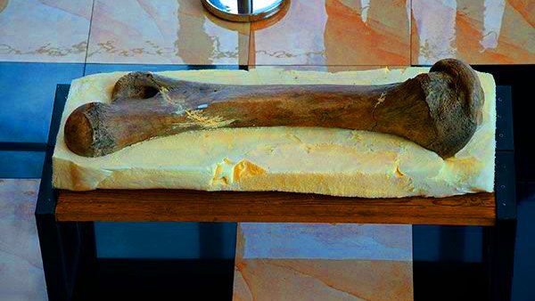 Chimalhuacán exhibe pieza de mamut resguardada por el INAH