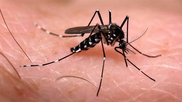 Reportan dos mil 600 casos sospechosos de Chikungunya en Guerrero