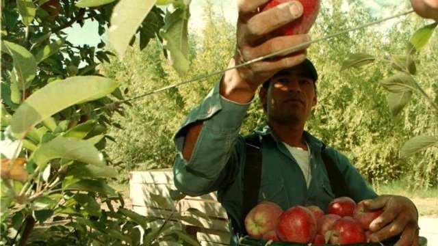 El arancel a la manzana estadounidense beneficia a los productores nacionales