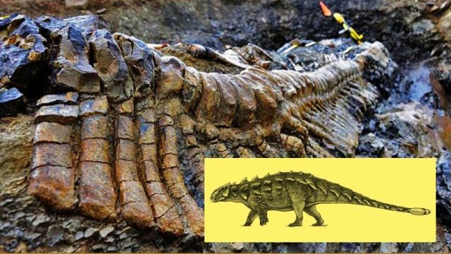 Hallan fósil de dinosaurio acorazado en el desierto de Coahuila