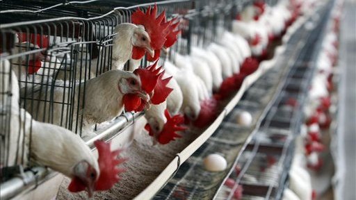 Inicia vacunación contra gripe aviar en granjas de Jalisco
