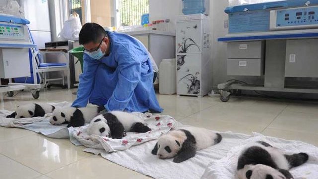 Nacieron 10 pandas gigantes en cautiverio 
