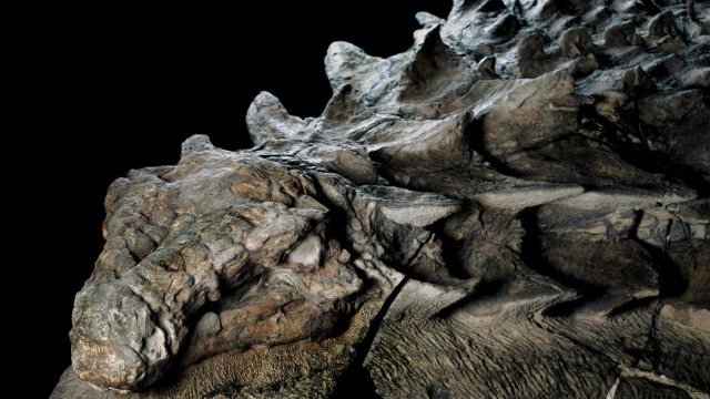 El fósil de dinosaurio mejor preservado ve la luz en Canadá