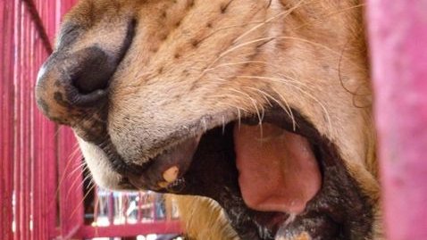Rescata Profepa 20 animales de circo abandonados en Yucatán