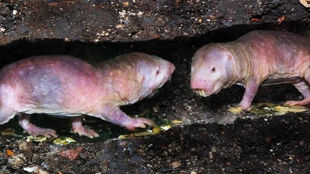 Por qué la rata topo lampiña es considerado el animal más fascinante del mundo