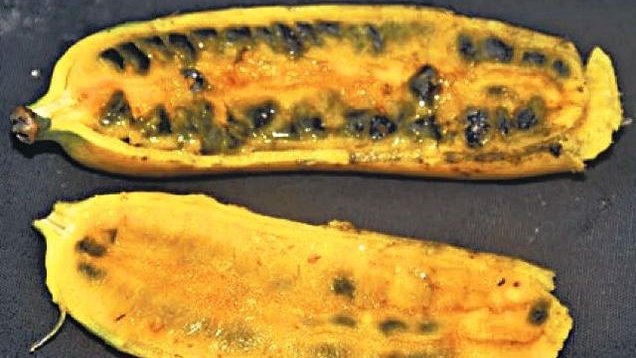 Un grupo de científicos indios descubre una nueva variedad de banana
