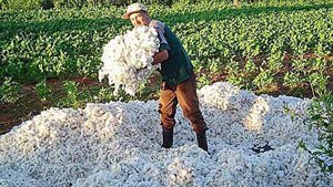 Chihuahua romperá record en el cultivo del algodón