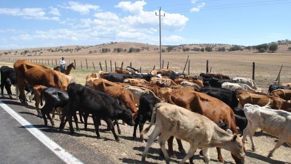 Grave crisis en la ganadería regional, por falta de agua y pasos