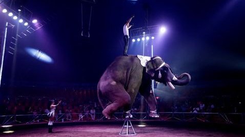 Quiebran 70 circos porque no pueden usar animales
