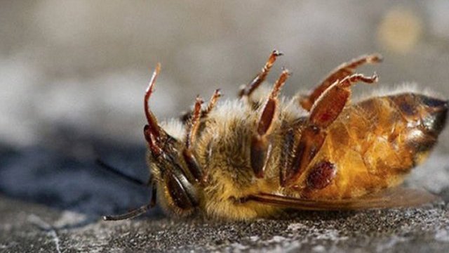 Plaguicidas matan 4 mil millones de abejas en México, y se pone en riesgo la alimentación