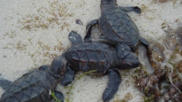 Comités de Vigilancia protegerán tortuga marina en Q. Roo