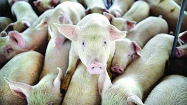 Cinco empresas podrán exportar carne de puerco a China