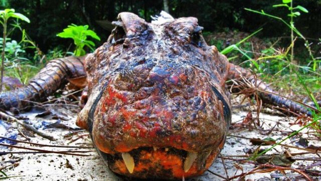 Impacto por hallazgo de cocodrilos anaranjados únicos en el mundo