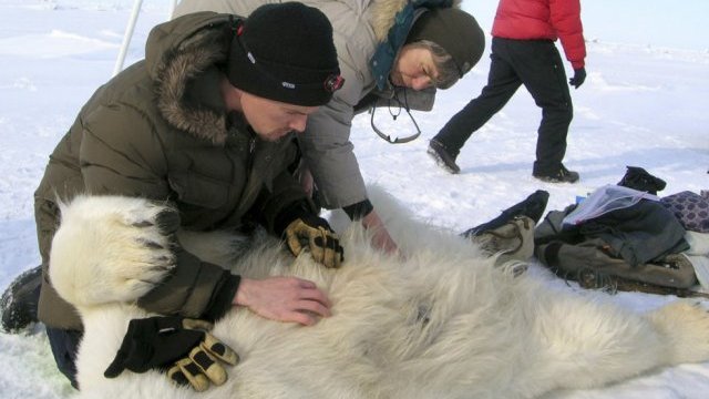 Osos polares no invernarían durante el verano: estudio