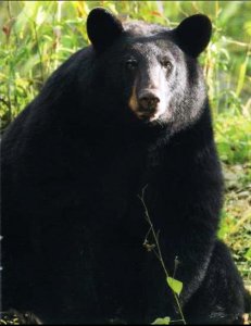 Subsiste el oso negro, pese a la depredación del hombre